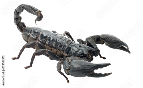 Black emperor scorpion isolated over white background
