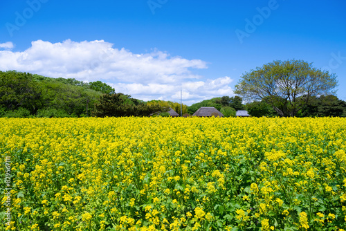 茨城県ひたちなか市　ひたち海浜公園の菜の花畑 © あんみつ姫