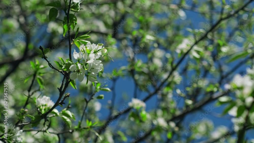 Summer orchard. Flowers of pear close-up in spring park, blue sky on the background. Blossoms in the nature. Summer orchard. Flowers of pear close-up in spring park, blue sky on the background. Blossoms in the nature.