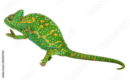 Yemen chameleon isolated over white background