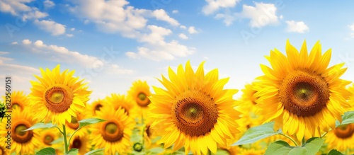 Vibrant sunflower field in full bloom displaying its natural beauty with copy space image