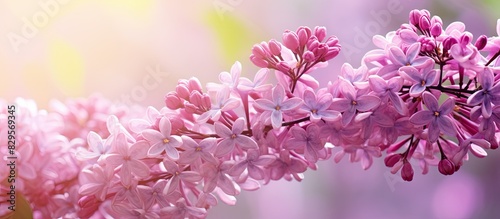 Wallpaper Mural Blossoming pink lilac flowers on a branch create a beautiful floral background with copy space image Torontodigital.ca