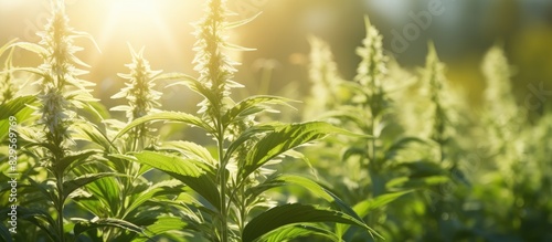 Sunlight illuminates a vibrant display of motherwort medical plants in a soothing scene with copy space image photo