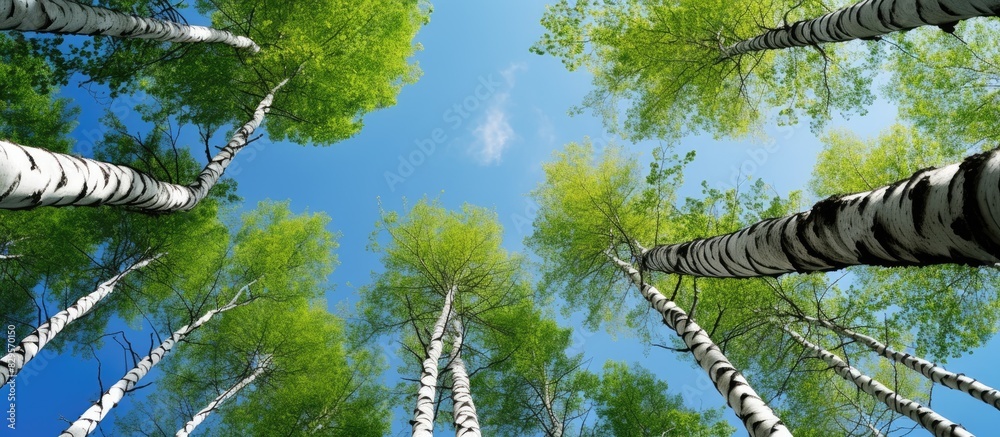 Fototapeta premium A view upwards towards a birch grove during summer with a blue sky in the background perfect for a copy space image