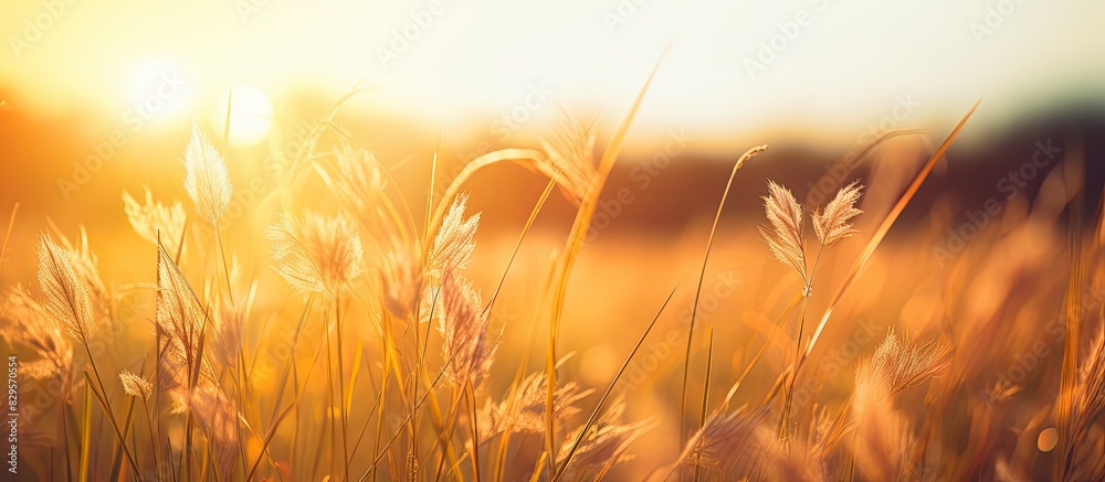 A warm sun setting or rising over a blurred grass field creating a summer atmosphere with yellow and orange hues casting light and shadow in the background providing a serene copy space image A warm sun setting or rising over a blurred grass field creating a summer atmosphere with yellow and orange hues casting light and shadow in the background providing a serene copy space image