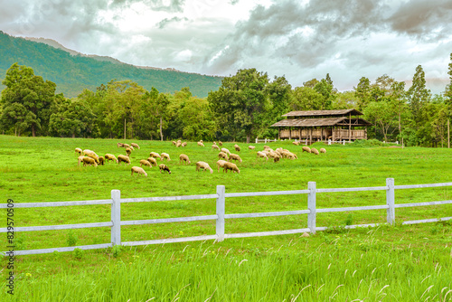A flock of sheep on grass field inside the farm