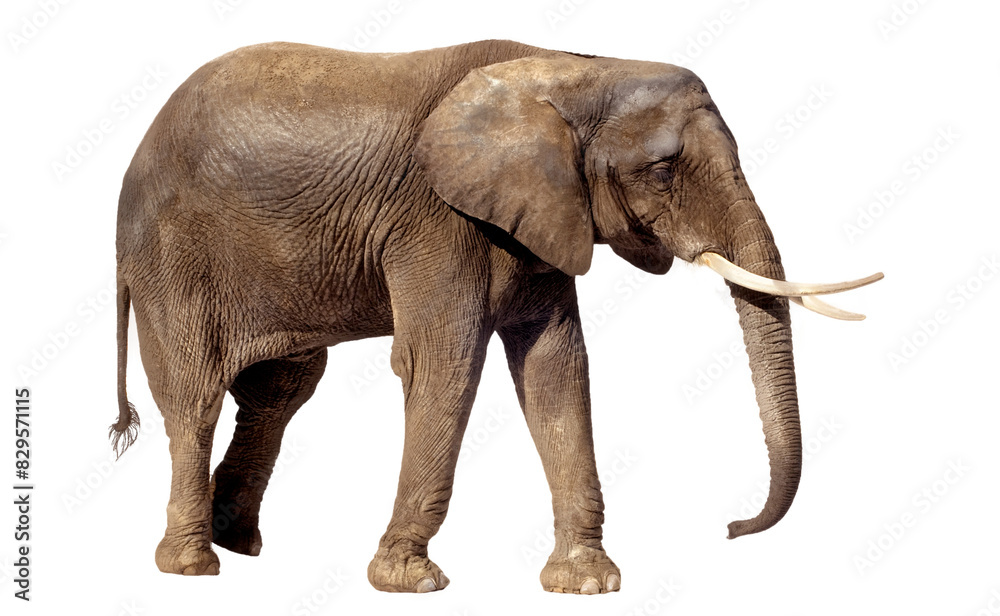 Side view of elephant isolated over white background