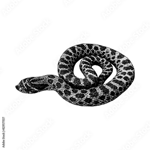 Hognose snake hand drawing vector isolated on background.