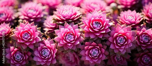 Blooming sempervivum Pink Sempervivum flowers. Copy space image. Place for adding text and design