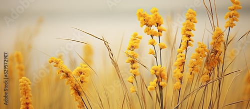 A perennial plant with a copy space image of yellow grass showing its texture and a loose branching cluster of flowers called a panicle photo