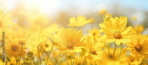Close up of yellow flowers in a sunny summer field with a bright background ideal for a copy space image photo
