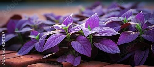 Purple heart plant leaves scientifically known as Tradescantia pallida displayed against a brick floor with copy space image photo