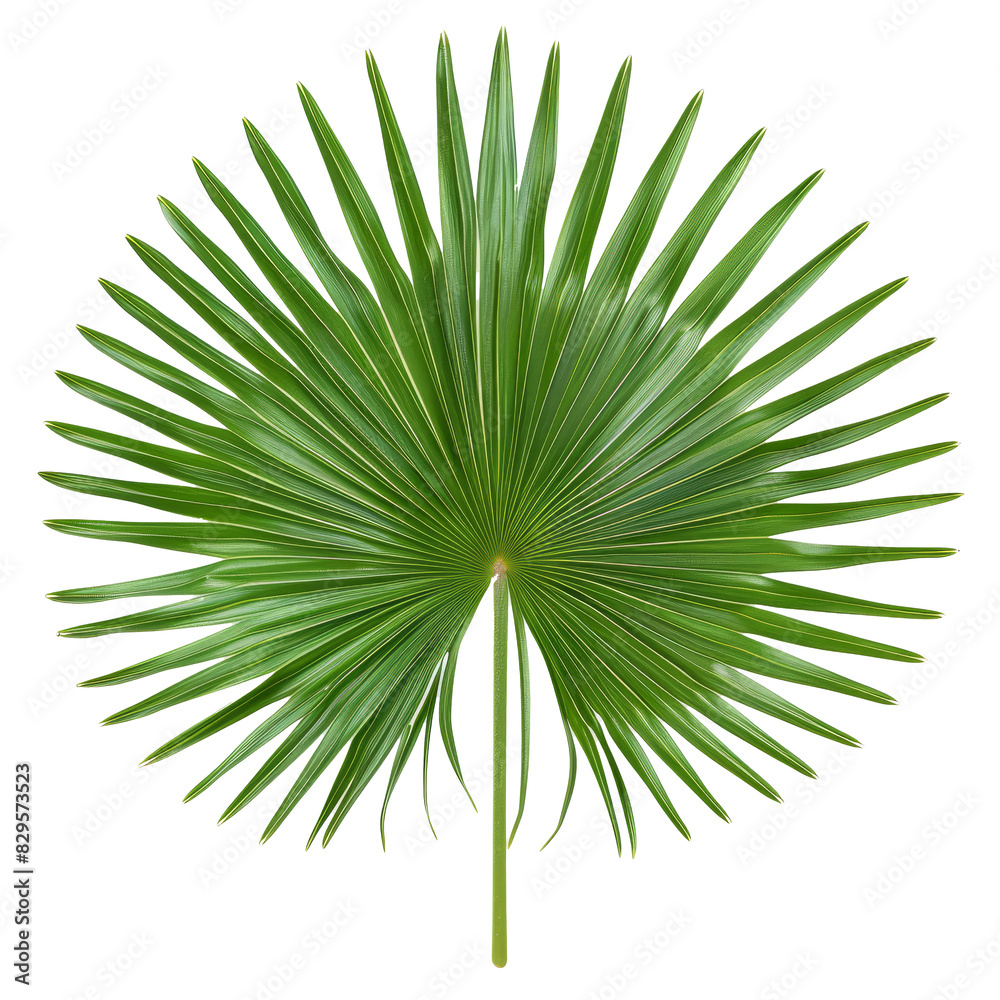 Heliconia Leaf, single object, Di-Cut PNG style, ISOLATED transparent background Heliconia Leaf, single object, Di-Cut PNG style, ISOLATED transparent background