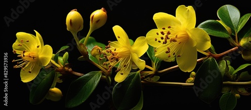 Hypericum flowers traditionally utilized in herbalism due to their healing properties in ancient times are a common ingredient in theriacs with a history dating back to classical antiquity in need of
