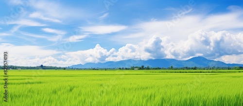 Scenic view of a picturesque rice field with lush greenery under a bright blue sky with fluffy white clouds perfect as a copy space image