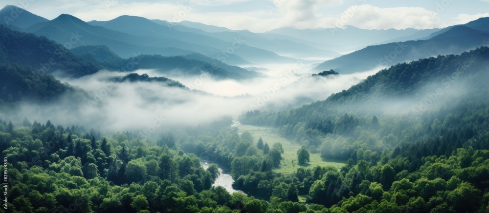 Scenic view of a misty forest enveloping a lush valley with a copy space image