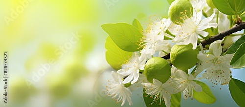 A gathering of lime blossoms suitable for making medicinal tea infusion and geopathic remedies with a lovely copy space image option photo