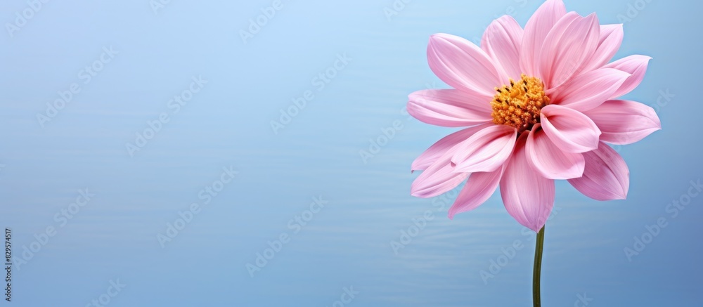 A pink flower with copy space image