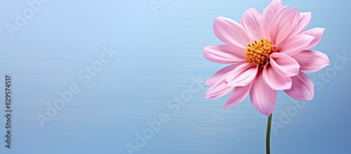 A pink flower with copy space image