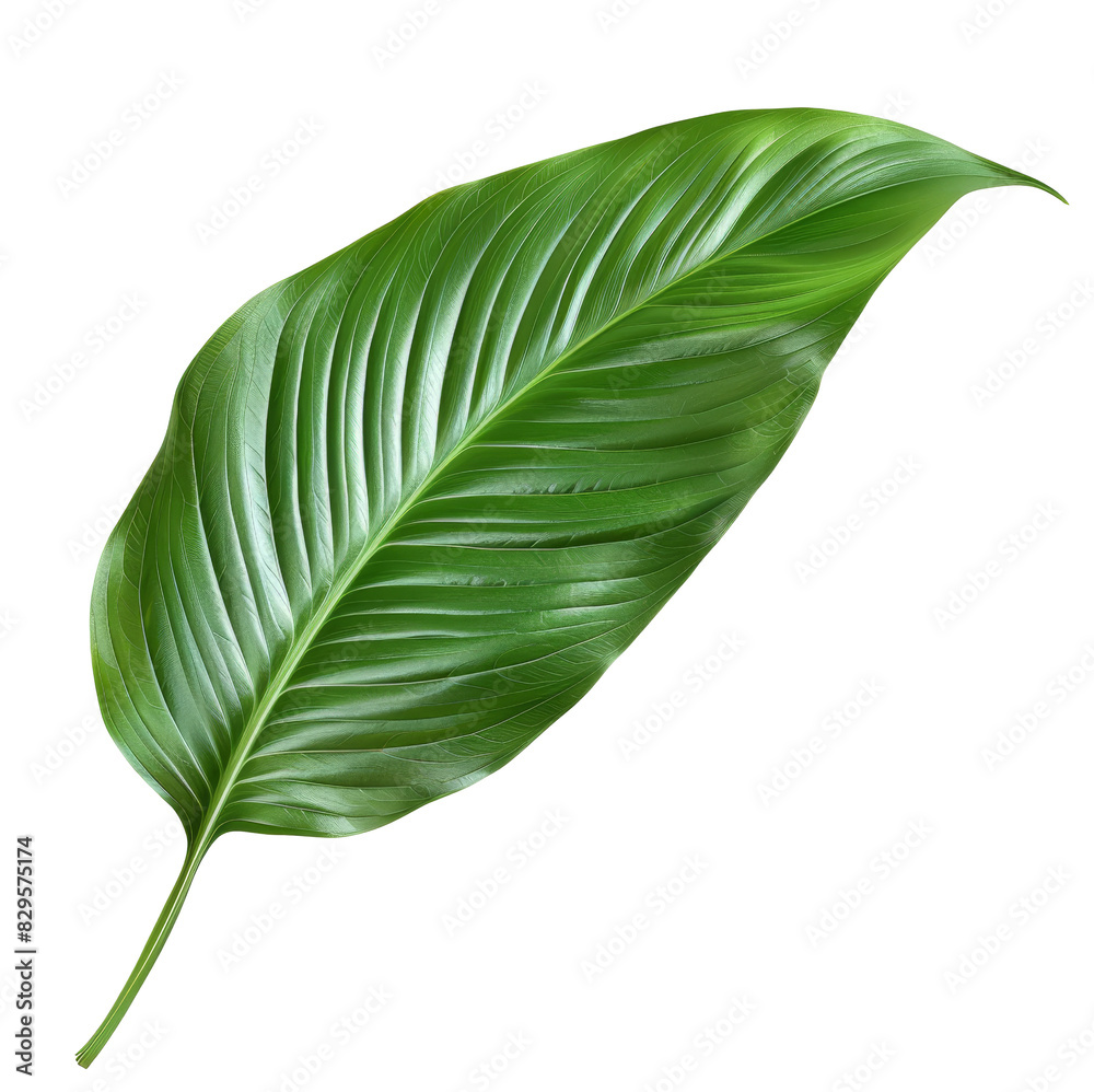 Obraz premium Peace Lily Leaf, single object, Di-Cut PNG style, ISOLATED transparent background 