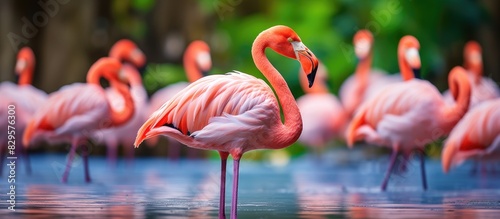 Flamingos from the United States with a vibrant pink hue are standout with their unique appearance often seen in tropical regions copy space image photo