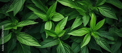 Abstract green leaves texture providing a nature background with detailed leaves close up suitable for copy space image © Ilgun