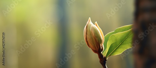 A close up image of a poplar tree bud in a forest with copy space image