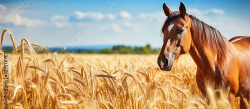 Brown horse eating in a wheat field with a natural background allowing for copy space image