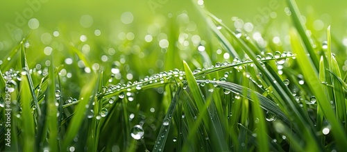 Detailed shot of dew drops on the grass with a blank space for text or graphics in the image. Copy space image. Place for adding text and design