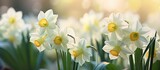 Cream narcissus flowers in a garden setting with copy space image