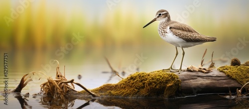 Common Sandpiper also known as Actitis hypoleucos shown in a natural setting with a blank background for copy space image photo
