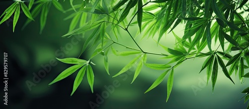 Bamboo leaves decorate my home showcasing a tranquil ambience with a touch of nature ideal for a calm and peaceful atmosphere. Copy space image. Place for adding text and design