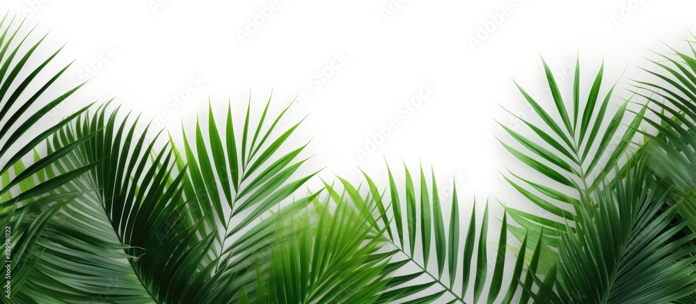 Flat lay top view of green palm leaf branches on a white background with copy space image Flat lay top view of green palm leaf branches on a white background with copy space image