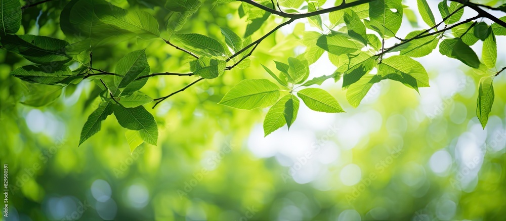 Lush green leaves hanging from tree branches scenic landscape with copy space image Lush green leaves hanging from tree branches scenic landscape with copy space image