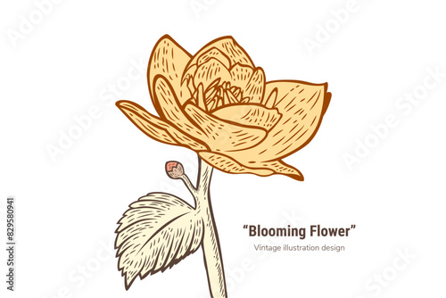 water lily flower drawing, July birth flower tattoo. hand drawing. vintage style blooming flower. vector illustration design. Printable trendy botanical card. Use for cover, wallpaper, wall art