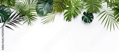 A border arrangement featuring vibrant tropical leaves on a white backdrop creating a minimalistic and exotic summer concept with ample copy space image