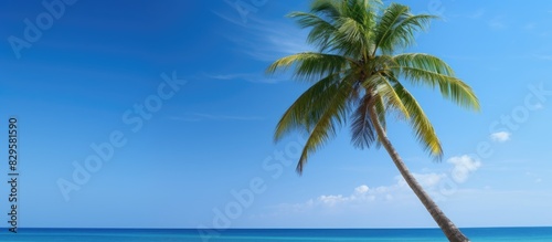 Mature coconut tree with copy space image on Bangaram Island in Lakshadweep