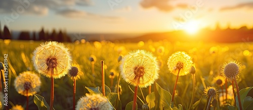 Fototapeta Naklejka Na Ścianę i Meble -  Close up horizontal image of deflowered dandelions in a meadow under the setting sun with a focus on macro details Asteraceae Family copy space image