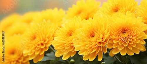 Yellow chrysanthemum flowers with copy space image