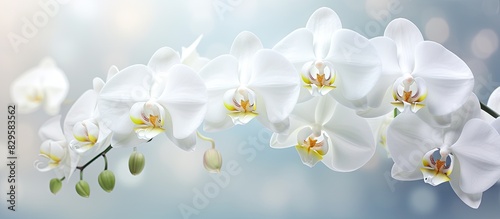 Fresh floral background with blooming white moth orchid flowers Macro shot in a greenhouse with copy space image