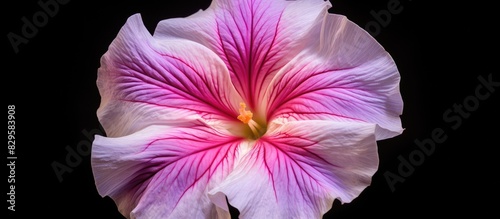 Star petunia flower shown in close up with blank space for adding text or graphics in the image. Copy space image. Place for adding text and design photo