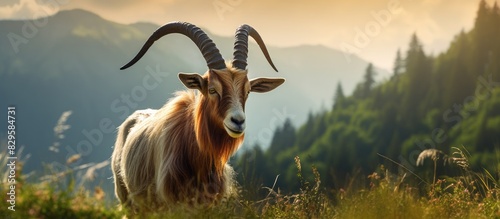 An image showing a goat with antlers in a scenic pasture with copy space image photo