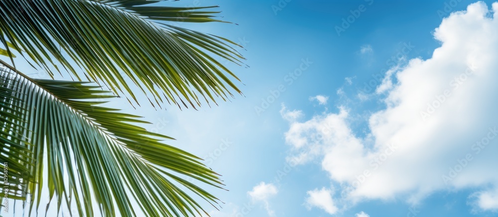 In the afternoon a serene scene with palm leaves a blue sky and white fluffy clouds provides a calming backdrop for a copy space image