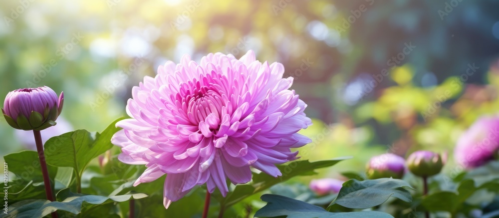 Obraz premium A Chrysanthemum flower in pinkish purple hues blooms in the garden set against a backdrop of lush green leaves under the summer sun with copy space image