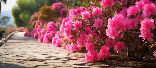 A garden with a cement path lined with blooming Oleander and Coromandel flowers perfect for a copy space image photo