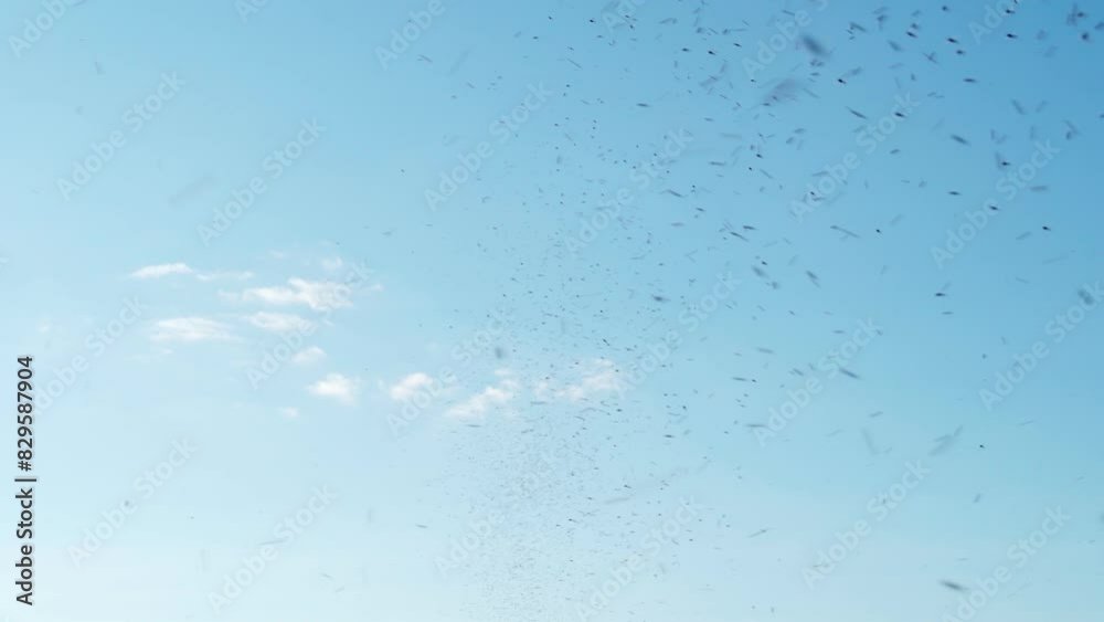 A swarm of mosquitoes hovers in the air against the blue sky. A lot of blood-sucking insects. A swarm of mosquitoes hovers in the air against the blue sky. A lot of blood-sucking insects.