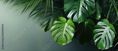 Close up shot of Monstera deliciosa indoor plant with copy space image