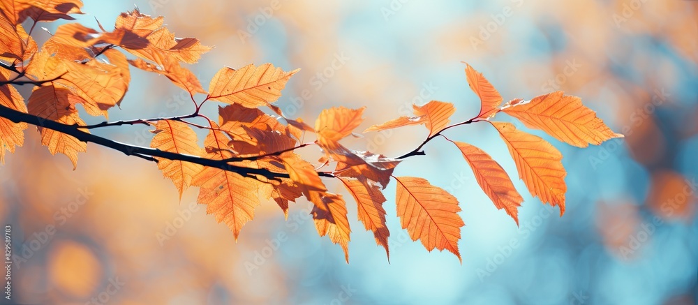 Autumn leaves starting to change color. Copy space image. Place for adding text and design Autumn leaves starting to change color. Copy space image. Place for adding text and design