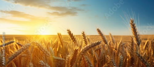Sunset sky backdrop frames a golden wheat field with ripening ears ideal for a nature themed photo with a focus on the concept of a bountiful harvest including copy space image photo