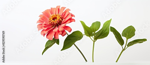 Zinnia flower on a white background. Copy space image. Place for adding text and design